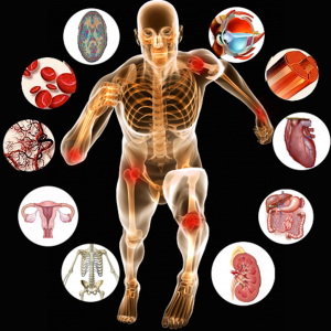 Anatomy-of-Human-Body-and-Physiology